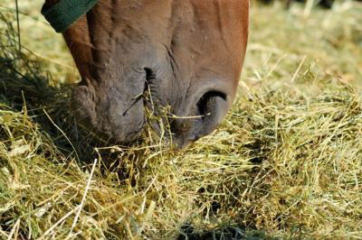 Horse eating forage